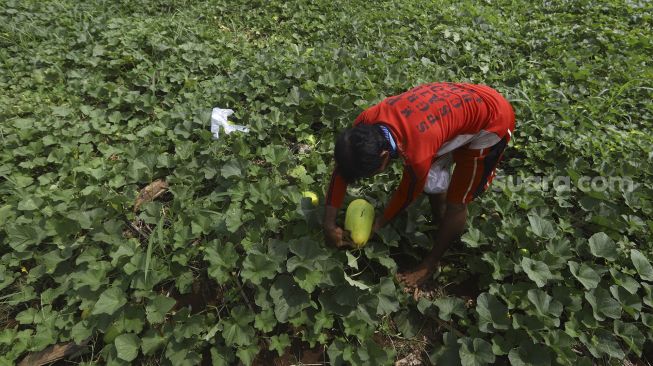 Petani memanen timun suri di Limo, Depok, Jawa Barat, Senin (27/4). [Suara.com/Angga Budhiyanto]