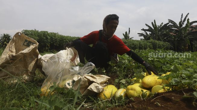 Petani mengumpulkan timun suri hasil panen di Limo, Depok, Jawa Barat, Senin(27/4). [Suara.com/Angga Budhiyanto]