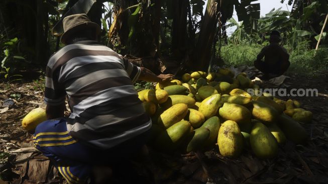 Petani mengumpulkan timun suri hasil panen di Limo, Depok, Jawa Barat, Senin(27/4). [Suara.com/Angga Budhiyanto]