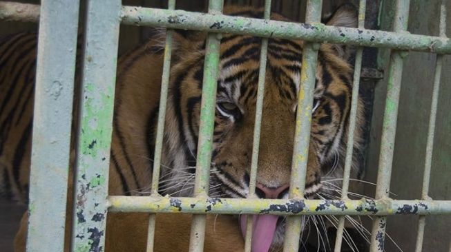 Terdampak Corona, Kebun Binatang Medan Buka Donasi untuk Rawat Hewan