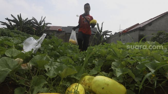 Petani memanen timun suri di Limo, Depok, Jawa Barat, Senin (27/4). [Suara.com/Angga Budhiyanto]