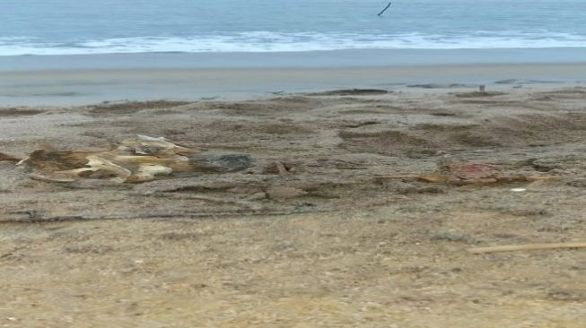 Urung Pasang Rawai, 3 Warga Malah Temukan Kerangka Manusia