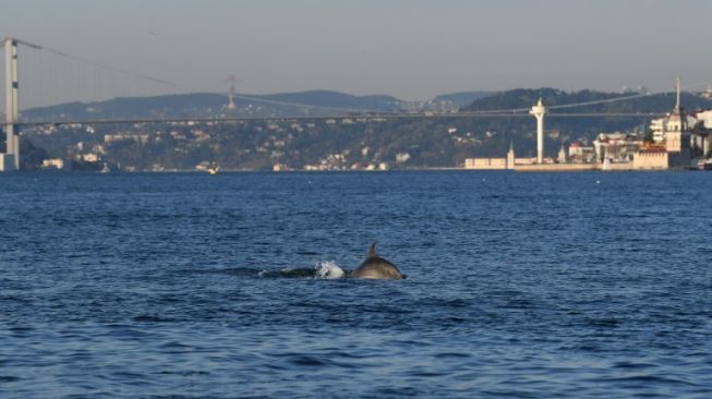 Berkurangnya Pemancing dan Kapal, Lumba-Lumba Muncul di Selat Bosphorus