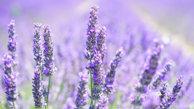 13 Manfaat Kesehatan Lavender, Bukan Sekedar Bunga yang Indah