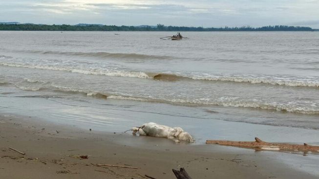 Puluhan Bangkai Babi Berserakan di Pantai Tagaule, Sumut, Ada Apa?