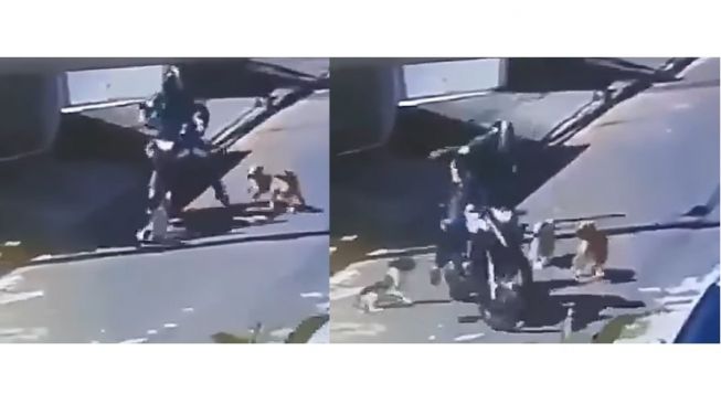 Viral Pemotor Dikeroyok Anjing Hingga Jatuh, Awas Pemilik Bisa Kena Pidana