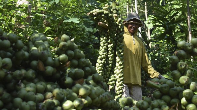 Petani memanen kolang kaling di kawasan lereng Gunung Wilis Desa Padas, Dagangan, Kabupaten Madiun, Jawa Timur, Sabtu (2/5). [ANTARA FOTO/Siswowidodo]