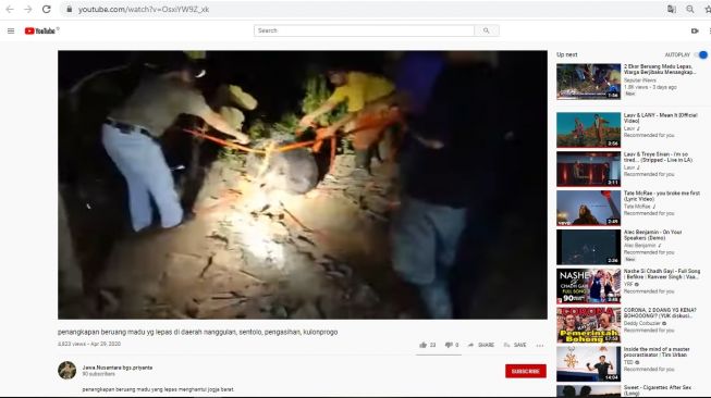 Penjelasan CEK FAKTA, video asli adalah penangkapan beruang madu di Kulonprogo (Youtube)