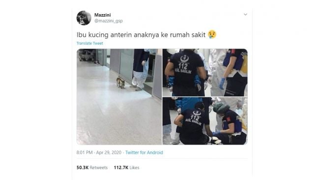 Induk kucing gondol anaknya ke IGD. [Twitter]