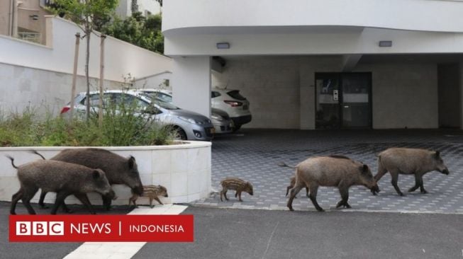 Lockdown, Saat Manusia di Dalam Rumah dan Hewan Liar Menikmati Kebebasan