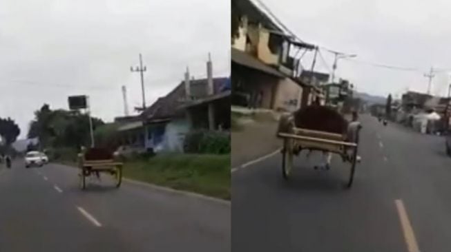 Kuda penarik delman tanpa kusir hebohkan pengguna jalan (Instagram-ndorobeii)