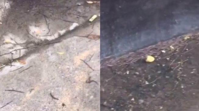 Sempat Hebohkan Solo, Gerombolan Cacing Keluar dari Tanah di Wates