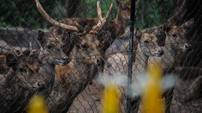 Sejumlah Rusa Timor (Cervus Timorensis) berada di dalam kandang di Bandung Zoo, Bandung, Jawa Barat, Selasa (5/5). [ANTARA FOTO/Raisan Al Farisi]