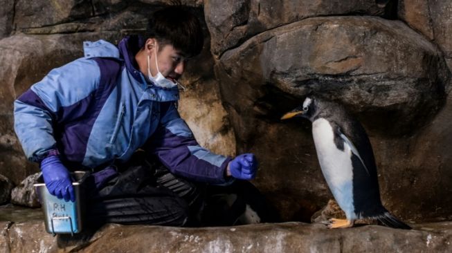 Petugas pengurus pinguin di wahana Ocean Park Hong Kong rela bekerja lembur demi menjaga hewan asli kutub selatan itu tetap hidup di tengah pandemi virus Corona. (AFP/Anthony Wallace)