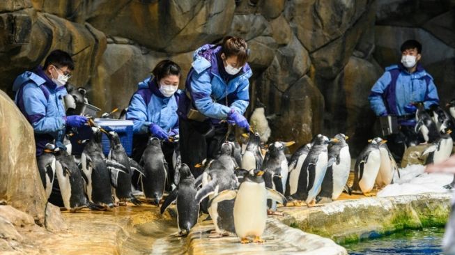 Jaga Pinguin Tetap Hidup di Tengah Pandemi, Petugas Ini Rela Lembur