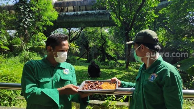 Perawat Satwa Ragunan soal Corona: Jangan Dibikin Pusing Bisa Tambah Stres