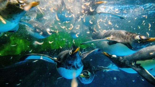 Koleksi pinguin di wahana Ocean Park Hong Kong. (AFP/Anthony Wallace)