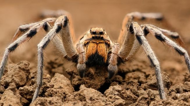 Laba-laba serigala, Wolf Spider. [Shutterstock]