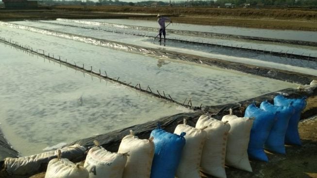 Kisah Petani Garam Jepara; Harga Jatuh Hingga Terdesak Garam Impor