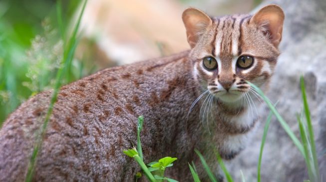 Spesies Langka Kucing  Liar Terkecil  di  Dunia  Lahir di  Inggris