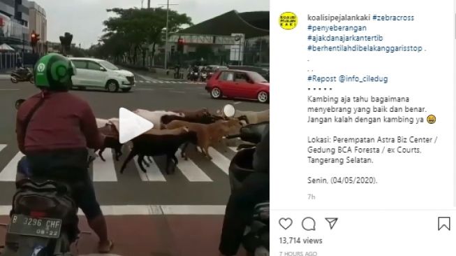 Viral Kambing Tertib menyeberang Jalan, Warganet: Apa Manusia Tak Malu?