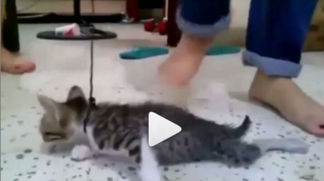 Viral Video Kucing Diinjak Sampai Mati, Ini Fakta Sebenarnya