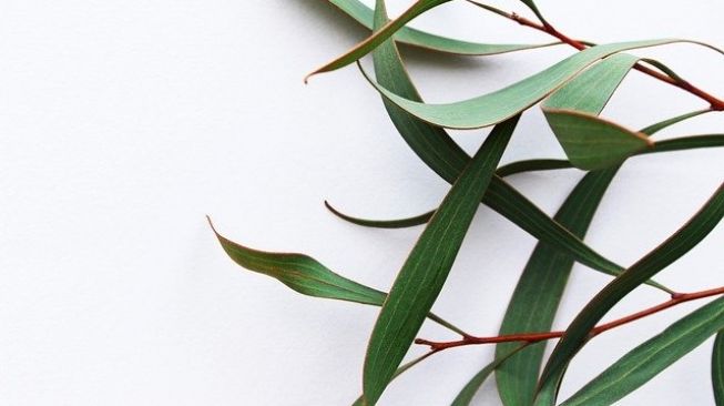 Daun eucalyptus. (Pixabay)