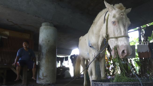 Kuda delman untuk wisatawan berada di kandanganya di bawah kolong jalan tol di Kawasan Sungai Bambu, Jakarta Utara, Selasa(12/5).  [Suara.com/Angga Budhiyanto]