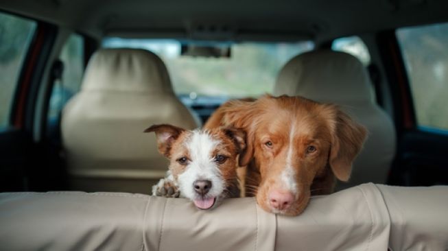 Hadirnya anjing dalam mobil membuat  pengemudi semakin berhati-hati dan tidak stress. Sebagai ilustrasi [Shutterstock].