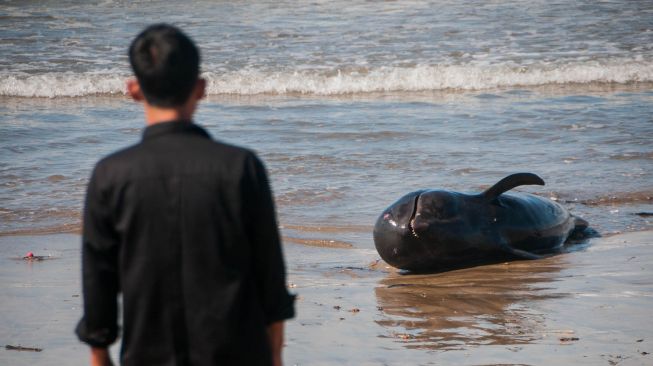 Warga melihat kondisi paus pilot yang mati terdampar di pantai Cemara Binuangeun, Lebak, Banten, Selasa (12/5).  [ANTARA FOTO/Muhammad Bagus Khoirunas]