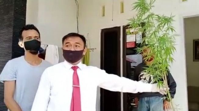 Kader Gerindra Tanam Ganja, Sehari Isap 7 Linting hingga Dicampur Mi Instan