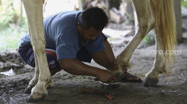 Pekerja penarik delman memasang sepatu kuda miliknya di bawah kolong jalan tol di Kawasan Sungai Bambu, Jakarta Utara, Selasa (12/5). [Suara.com/Angga Budhiyanto]