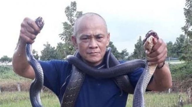King Cobra Nongkrong di Kebun Warga di Sukabumi, Diusir Malah Balik Nyerang