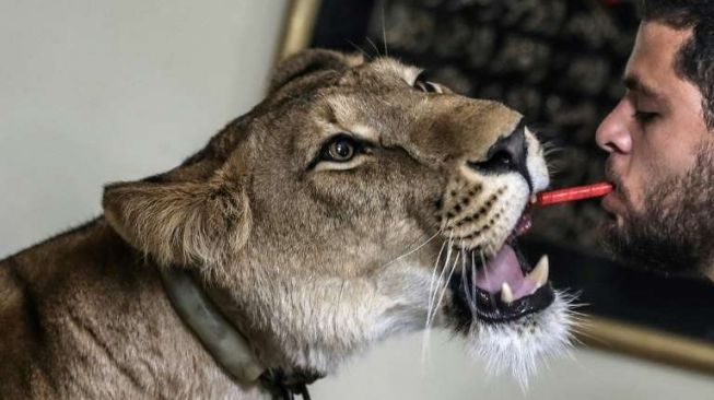 Ashraf al-Helw, terpaksa membawa pulang singa perliharaanya ke rumah, setelah bisnis pertunjukkan dan sirkus harus tutup lantaran kebijakan lockdown virus Corona di Mesir. (AFP/Mohamed el-Shahed)