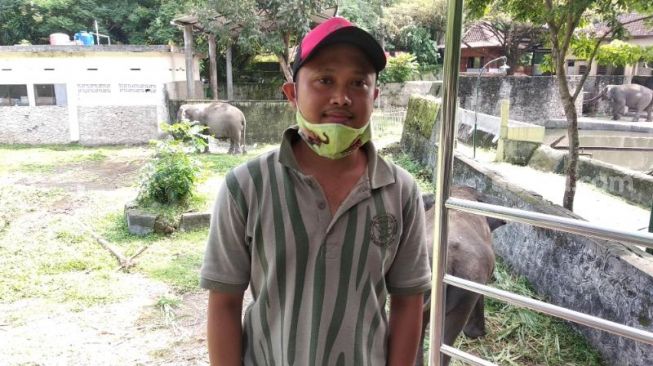 Kisah Pawang Gajah Gembira Loka, Ikatan Batin Tercipta Sebab Selalu Bersama