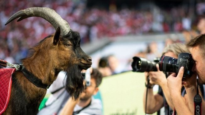 Pertama Kali dalam 12 Tahun, FC Cologne Tak Bisa Bawa Kambing ke Stadion