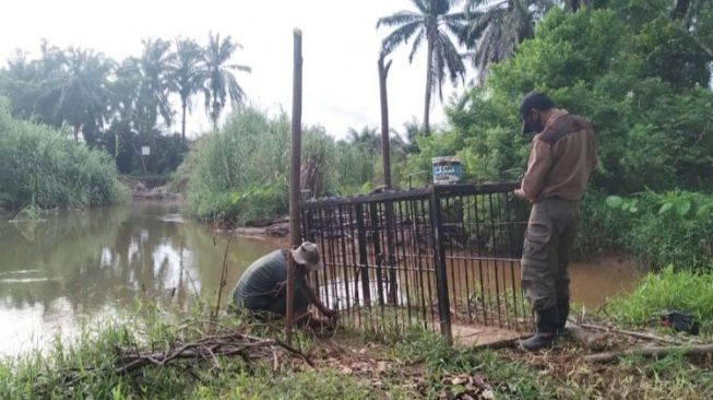 Hindari Konflik Manusia vs Buaya, BKSDA Agam Pasang Perangkap di Sungai