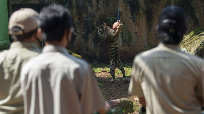 Sejumlah pawang mengamati polah harimau Sumatera saat proses pengambilan gambar video untuk siaran langsung melalui media sosial di Taman Margasatwa Ragunan, Jakarta, Minggu (17/5). [ANTARA FOTO/Aditya Pradana Putra]