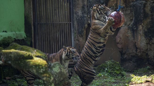 Dua harimau Sumatera bermain saat proses pengambilan gambar video untuk siaran langsung melalui media sosial di Taman Margasatwa Ragunan, Jakarta, Minggu (17/5). [ANTARA FOTO/Aditya Pradana Putra]