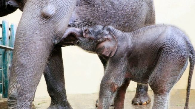 Imutnya Gajah Jantan Lahir di Taman Safari saat Corona, Dikasih Nama Covid