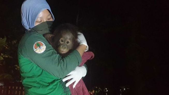 Bayi Orangutan Diselamatkan Setelah Pemiliknya Takut Tertular Corona