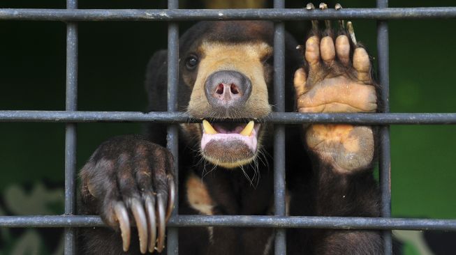 Seekor Beruang Madu (Helarctos Malayanus) betina bernama Berry (3 tahun) berada di kandang perawatan, Tempat Penitipan Satwa BKSDA Jambi, Jambi, Senin (18/5). [ANTARA FOTO/Wahdi Septiawan]