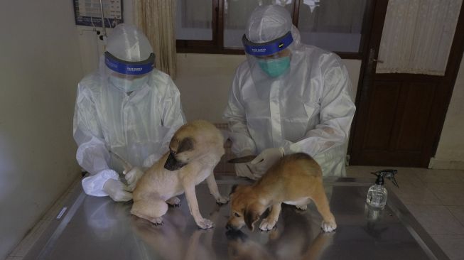 Petugas melakukan perawatan kepada dua ekor anjing saat pelayanan kesehatan hewan Peduli COVID-19 di Rumah Sakit Hewan Pendidikan (RSHP) Fakultas Kedokteran Hewan, Universitas Udayana, Denpasar, Bali, Senin (18/5). [ANTARA FOTO/Nyoman Hendra Wibowo]