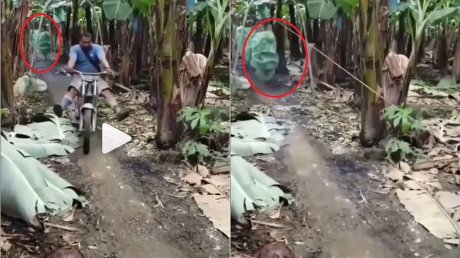 Seorang Pria Pamer Cara Kece Panen Pisang, Warganet: Ini Baru Kerja Cerdas!