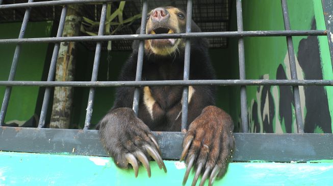 Seekor Beruang Madu (Helarctos Malayanus) betina bernama Berry (3 tahun) berada di kandang perawatan, Tempat Penitipan Satwa BKSDA Jambi, Jambi, Senin (18/5). [ANTARA FOTO/Wahdi Septiawan]