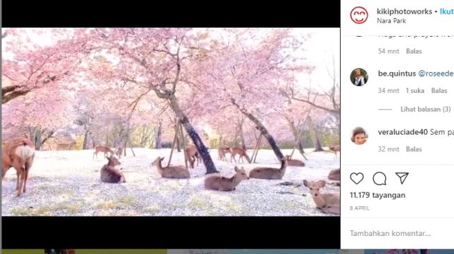 Serunya Kawanan Rusa Asyik Nikmati Bunga Sakura Bermekaran di Jepang