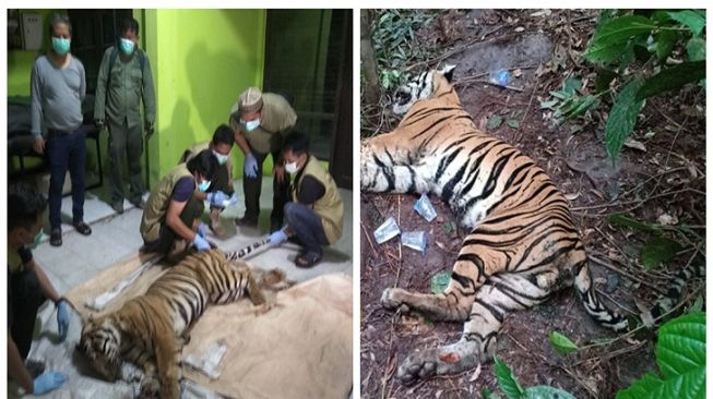 Miris! Harimau Sumatera Mati Kena Jerat di Area Konsesi Perusahaan di Riau