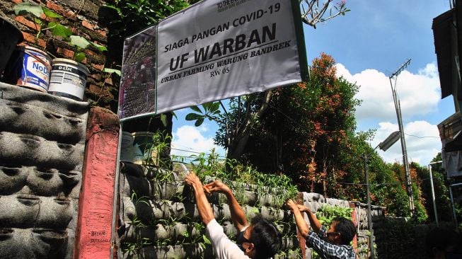 Warga memanen sayuran kangkung yang ditanam pada tembok jalan di Kampung Siaga Pangan COVID-19, Warung Bandrek RW 05, Kelurahan Bondongan, Kota Bogor, Jawa Barat, Rabu (20/5).  [ANTARA FOTO/Arif Firmansyah]