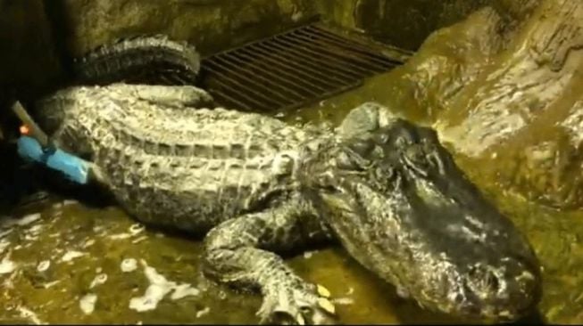 Seekor aligator yang dikabarkan milik pemimpin Nazi, Adolf Hitler, ditemukan mati di Kebun Binatang Moskow, Jumat(22/5/2020). (Dok. Moscow Zoo)