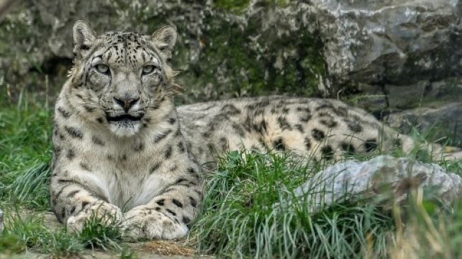 Kazakhstan Lockdown, Macan Tutul Salju Muncul di Dekat Kota Almaty
